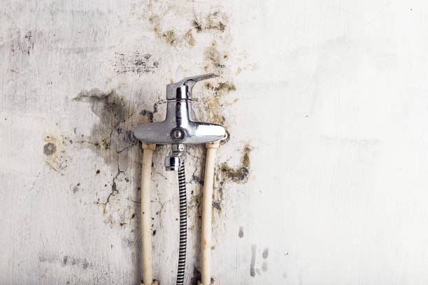 Best Mold Cleaning Services  in Youngstown, NY