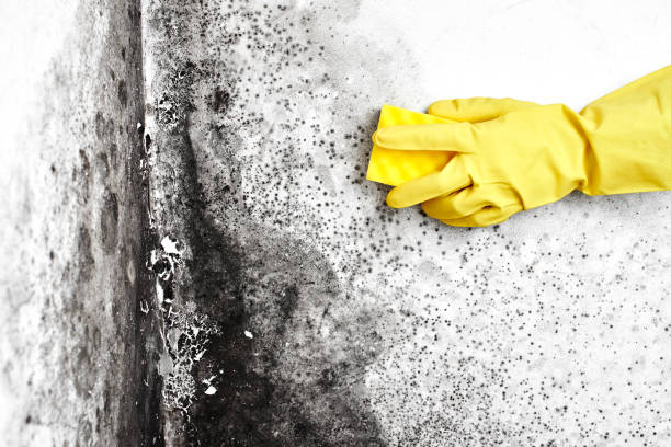Best Professional Mold Removal  in Youngstown, NY