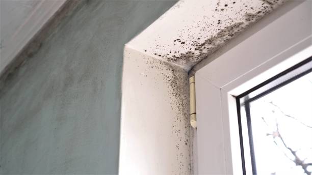 Best Mold Cleaning Services  in Youngstown, NY