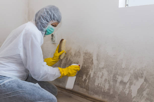 Best Office Mold Removal Services  in Youngstown, NY