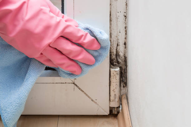 Best Certified Mold Removal  in Youngstown, NY
